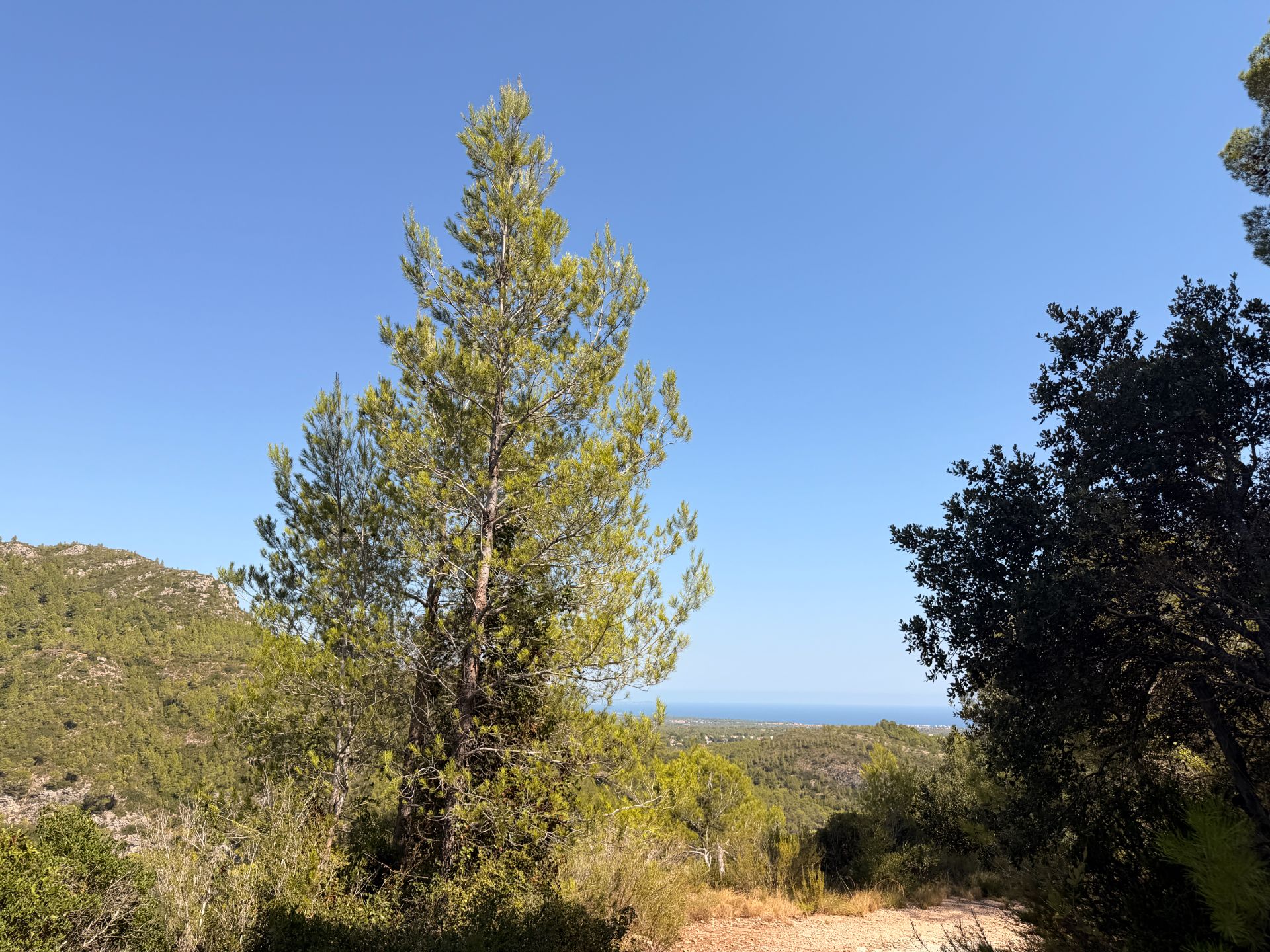 ++ Finca rustical en Vandellos ++ - Image 12